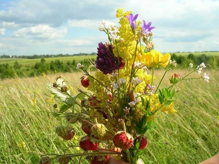 Poľné byliny